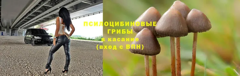 мега ТОР  Полевской  Псилоцибиновые грибы Magic Shrooms  как найти закладки 